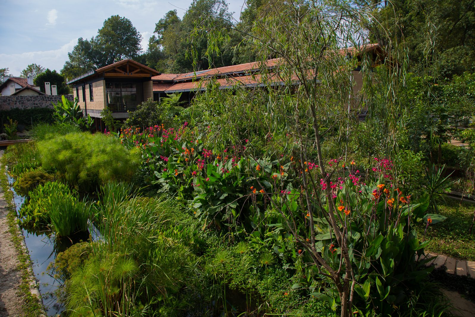 Jardín de los Sentidos — humedal con cannas y papiros