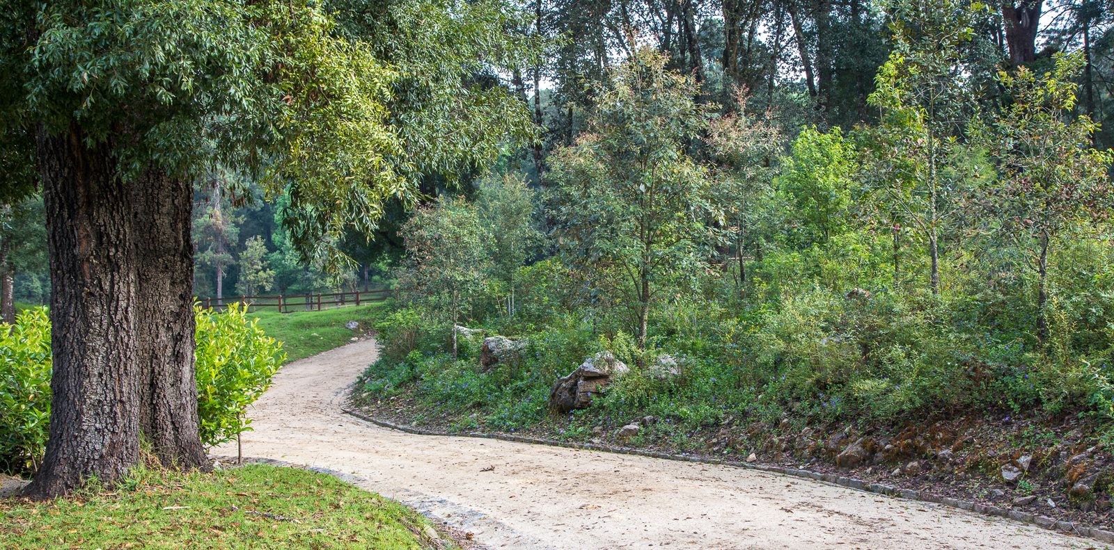 El Camino de Vuelta — sendero entre el bosque y la pradera