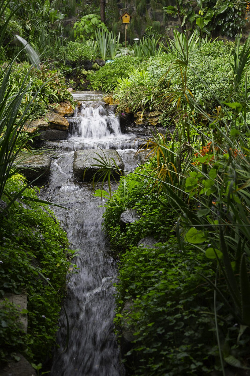 La Cascada Secreta — caída de agua entre el follaje
