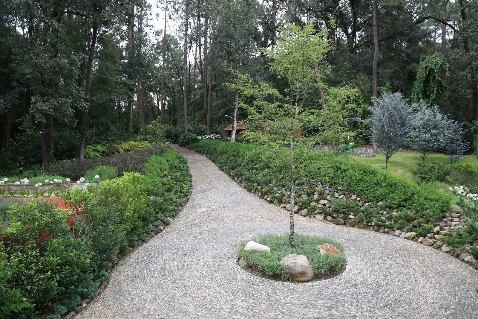 La Plaza del Árbol — árbol joven al centro de un empedrado circular