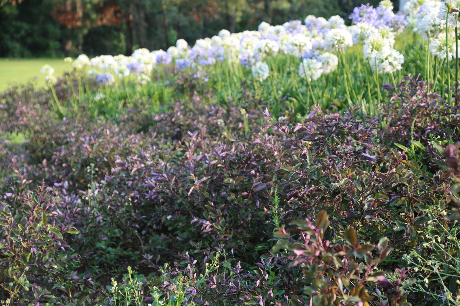 Paso de Salvia — sendero de piedra entre salvia y rastreras