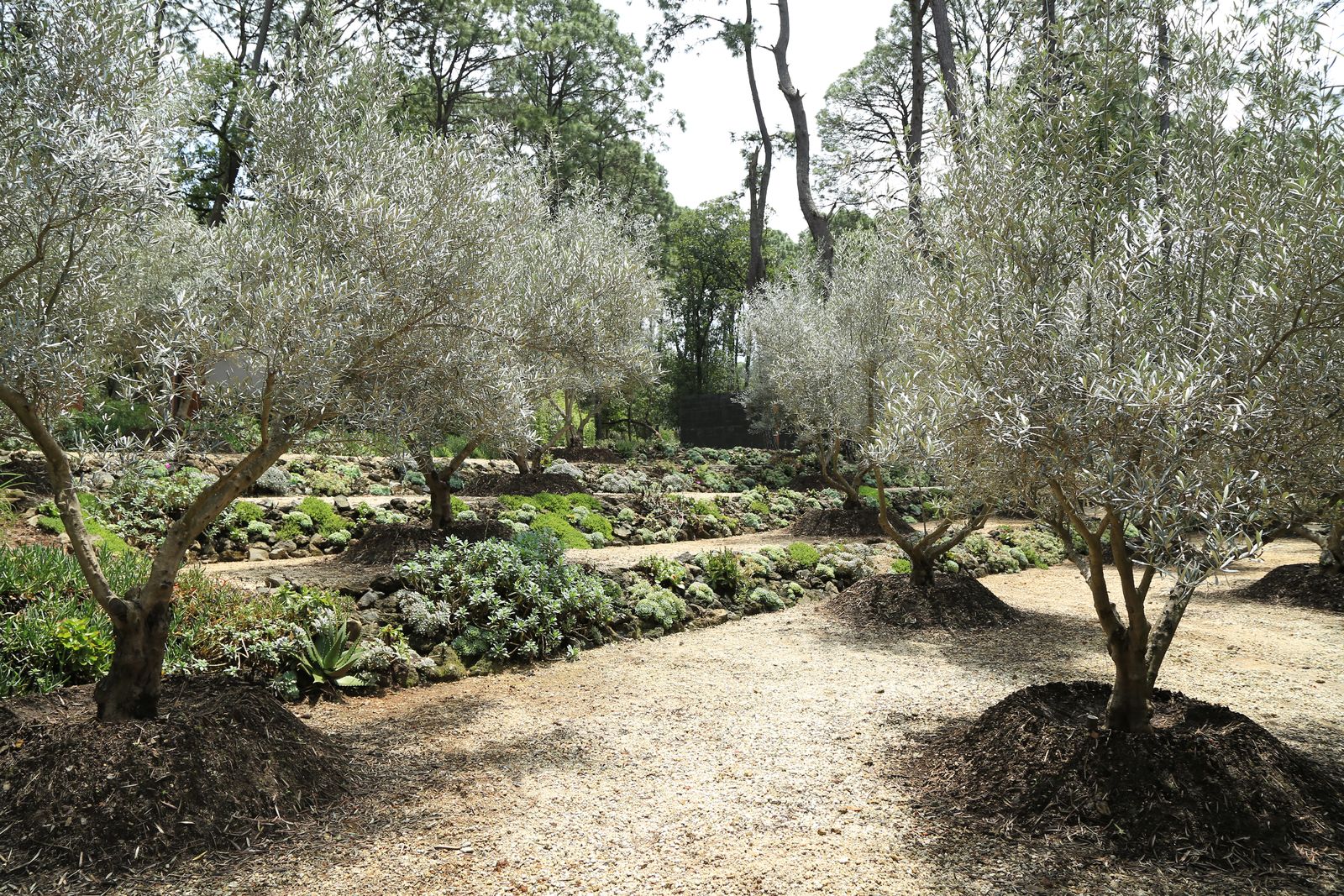 Jardín de colección con agaves y helechos arborescentes nativos, Valle de Bravo