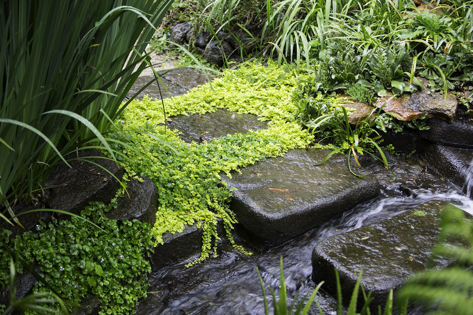 Musgo y Corriente — piedras tapizadas de verde junto al agua