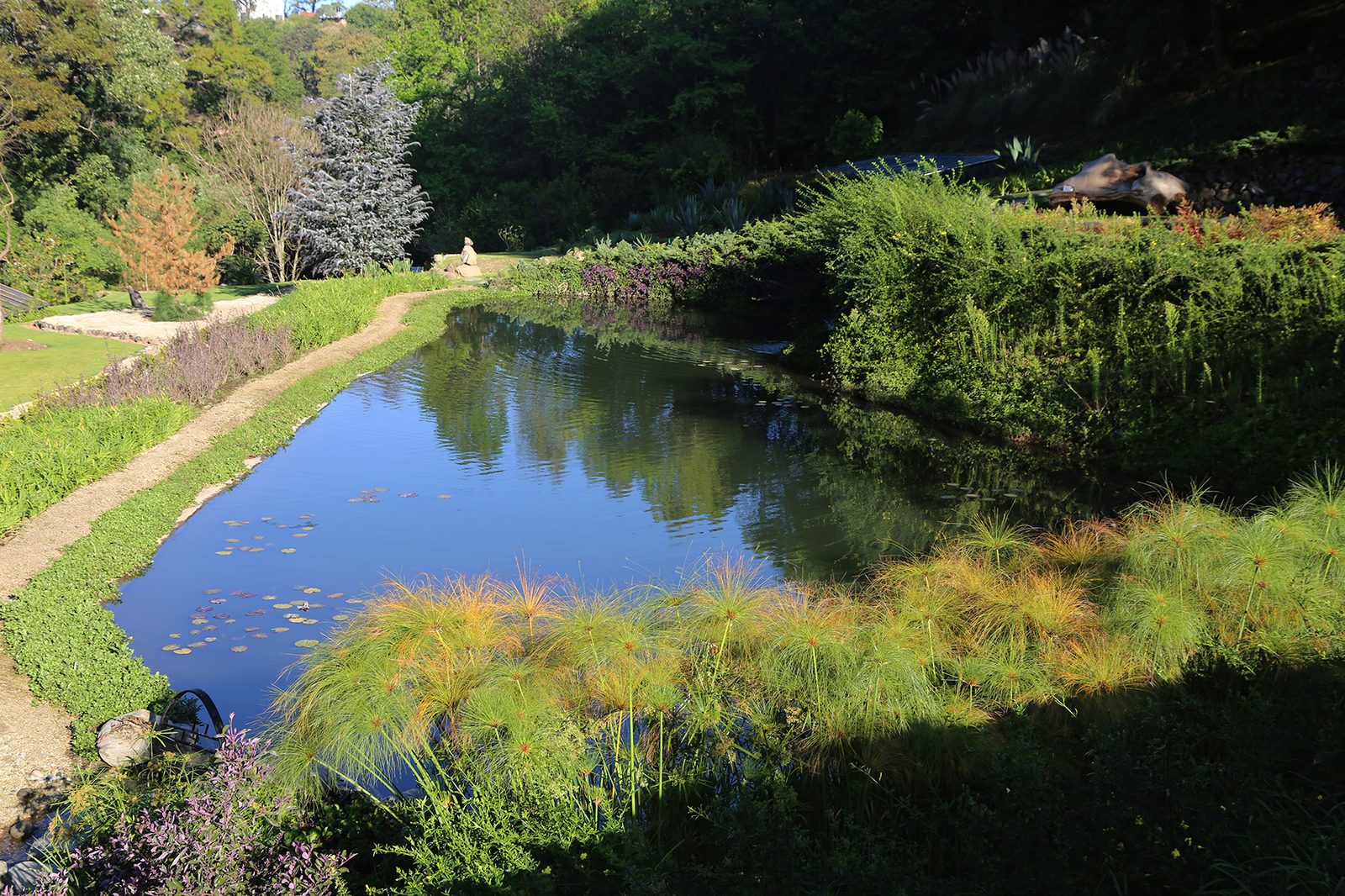 Jardín de agua con papiros al atardecer